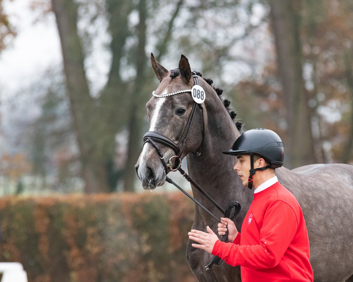 jumper Hengst von Levi VDL / Sidney (Westphalian, 2021, from Levi VDL)