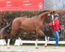 jumper Kartal's Emerald (Oldenburg show jumper, 2021, from Emerald van 't Ruytershof)