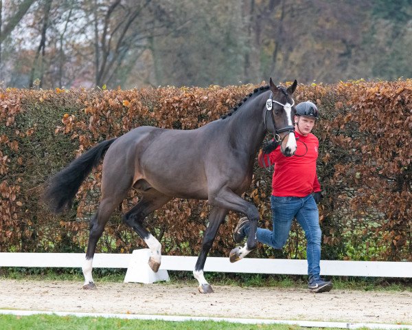 jumper Hengst von Panenka de Kalvarie / Aganix du Seigneur Z (Zangersheide riding horse, 2021, from Panenka de Kalvarie)