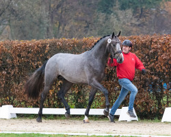 jumper Hengst von Halifax van het Kluizebos / Zirocco Blue (Westphalian, 2021, from Halifax van het Kluizebos)