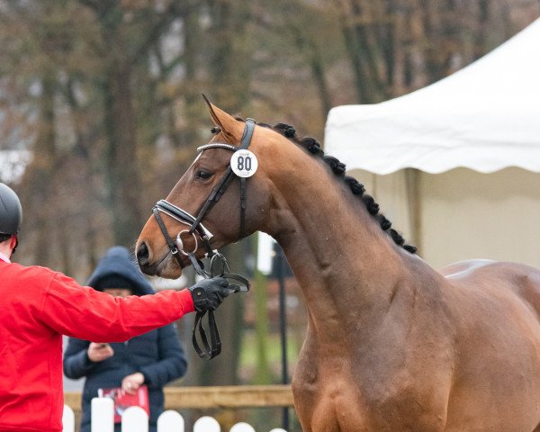 jumper Hengst von Eldorado van de Zeshoek / Balou du Rouet (Westphalian, 2021, from Eldorado vd Zeshoek Tn)