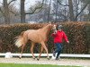 Springpferd Hengst von Tangelo van de Zuuthoeve / Zirocco Blue (KWPN (Niederländisches Warmblut), 2021, von Tangelo van de Zuuthoeve)