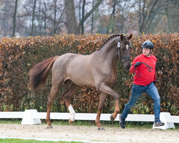 jumper Pelé (Zangersheide riding horse, 2021, from Panenka de Kalvarie)