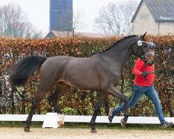 jumper Hengst von Pegasevan't Ruytershof / Kassander van't Roosakker (Belgian Warmblood, 2021, from Pegase van 't Ruytershof)