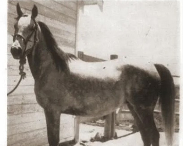 broodmare Ronda ox (Arabian thoroughbred, 1944, from Czubuthan ox)