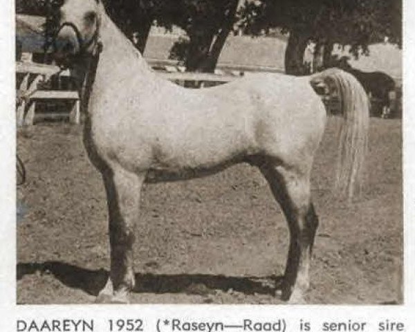 horse Daareyn ox (Arabian thoroughbred, 1940, from Raseyn 1923 ox)