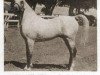 horse Daareyn ox (Arabian thoroughbred, 1940, from Raseyn 1923 ox)