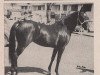 broodmare Zaleban ox (Arabian thoroughbred, 1947, from Sabdaan ox)