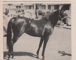 broodmare Zaleban ox (Arabian thoroughbred, 1947, from Sabdaan ox)