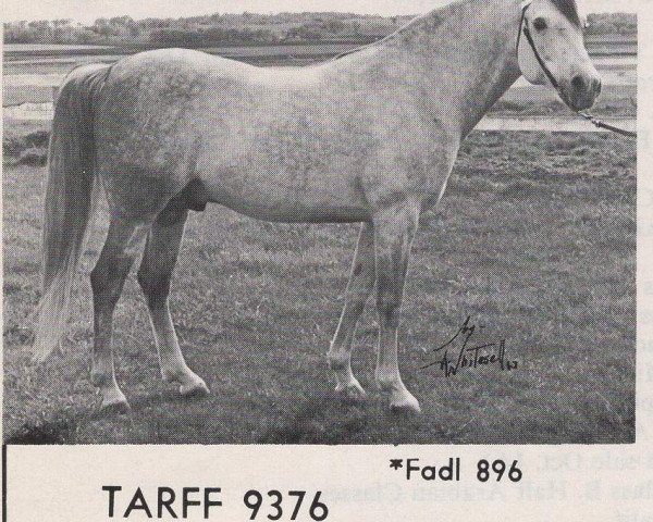 horse Tarff ox (Arabian thoroughbred, 1954, from Fadl 1930 RAS)