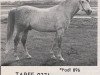 Pferd Tarff ox (Vollblutaraber, 1954, von Fadl 1930 RAS)