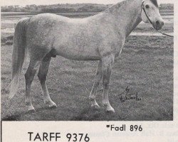 Pferd Tarff ox (Vollblutaraber, 1954, von Fadl 1930 RAS)