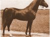 stallion Sabdaan ox (Arabian thoroughbred, 1943, from Faddan ox)