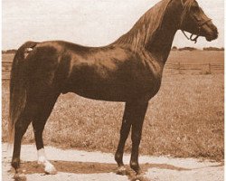 stallion Sabdaan ox (Arabian thoroughbred, 1943, from Faddan ox)