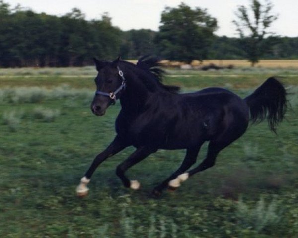 Deckhengst The Dreamer ox (Vollblutaraber, 1972, von Prince Bagdad ox)