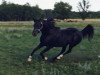 stallion The Dreamer ox (Arabian thoroughbred, 1972, from Prince Bagdad ox)