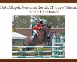 stallion Horalas (Trakehner, 1992, from Veimaras)