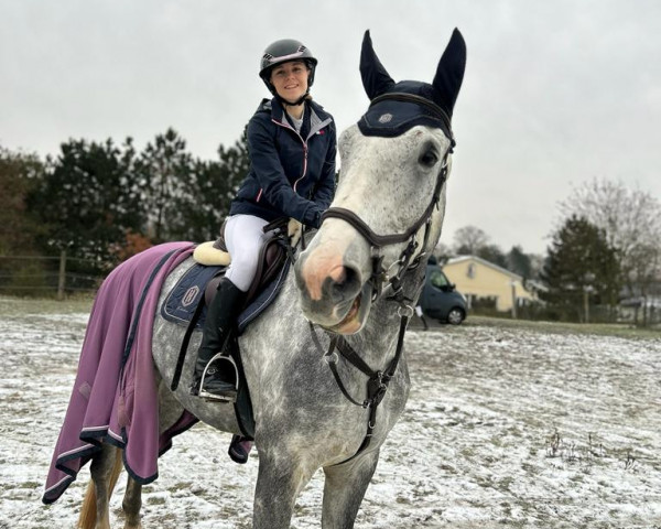 jumper Caballero S 3 (German Sport Horse, 2018, from Carleyle)