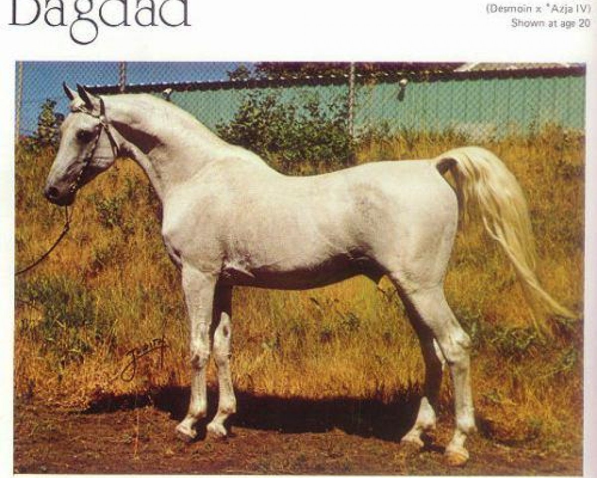 stallion Bagdad ox (Arabian purebred, 1954, from Desmoin ox)