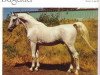 stallion Bagdad ox (Arabian thoroughbred, 1954, from Desmoin ox)