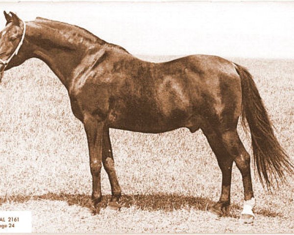 stallion Durral ox (Arabian thoroughbred, 1941, from Aldebaran ox)