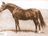 stallion Durral ox (Arabian thoroughbred, 1941, from Aldebaran ox)