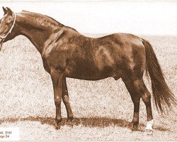 stallion Durral ox (Arabian thoroughbred, 1941, from Aldebaran ox)