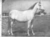 broodmare Fadurra ox (Arabian thoroughbred, 1935, from Fadl 1930 RAS)