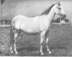 broodmare Fadurra ox (Arabian thoroughbred, 1935, from Fadl 1930 RAS)