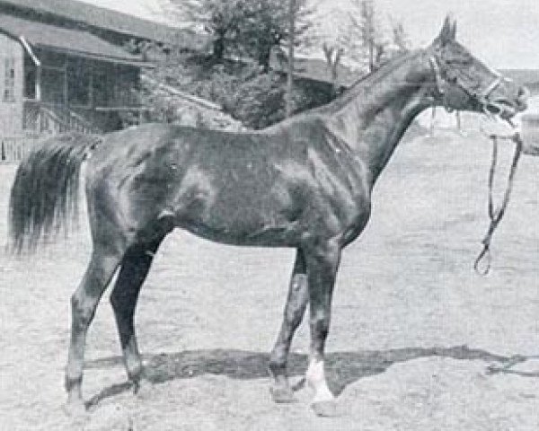 stallion Miraz ox (Arabian thoroughbred, 1948, from Image 1933 ox)