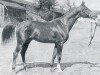 stallion Miraz ox (Arabian thoroughbred, 1948, from Image 1933 ox)