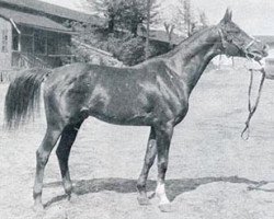 Deckhengst Miraz ox (Vollblutaraber, 1948, von Image 1933 ox)