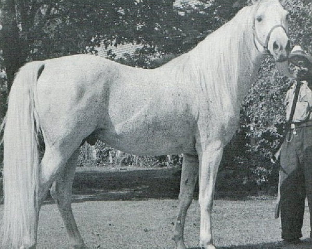 Deckhengst Czubuthan ox (Vollblutaraber, 1933, von Dzingishan III ox)