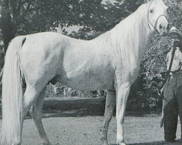 Deckhengst Czubuthan ox (Vollblutaraber, 1933, von Dzingishan III ox)
