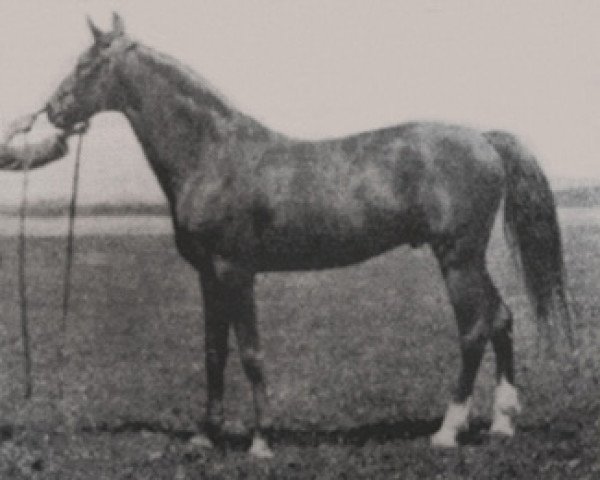 Deckhengst Dzingishan III ox (Vollblutaraber, 1912, von Hermit 1895 Desert Bred)