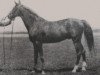 Deckhengst Dzingishan III ox (Vollblutaraber, 1912, von Hermit 1895 Desert Bred)