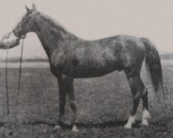 stallion Dzingishan III ox (Arabian thoroughbred, 1912, from Hermit 1895 Desert Bred)