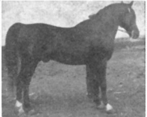 stallion Faronek ox (Arabian thoroughbred, 1941, from Ronek ox)