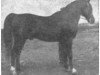 stallion Faronek ox (Arabian thoroughbred, 1941, from Ronek ox)