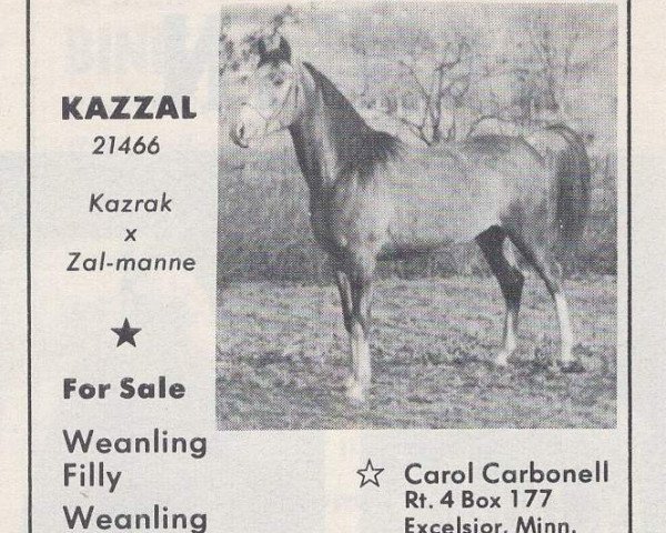 stallion Kazzal ox (Arabian thoroughbred, 1962, from Kazrak ox)