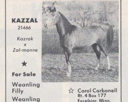 Deckhengst Kazzal ox (Vollblutaraber, 1962, von Kazrak ox)