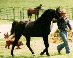 Deckhengst Ala Charm ox (Vollblutaraber, 1981, von Gm Zalazon ox)