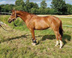 jumper Uganda 43 (Oldenburg show jumper, 2015, from Udarco van Overis)