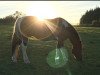 dressage horse Takoda Boots (Polish Warmblood, 2005)