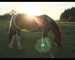 Dressurpferd Takoda Boots (Polnisches Warmblut, 2005)