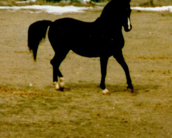 Deckhengst Ebony Night ox (Vollblutaraber, 1984, von Ala Charm ox)