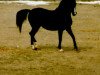 stallion Ebony Night ox (Arabian thoroughbred, 1984, from Ala Charm ox)