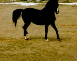 stallion Ebony Night ox (Arabian thoroughbred, 1984, from Ala Charm ox)