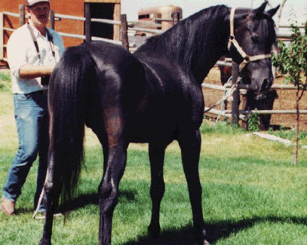 stallion HMR Haltanny ox (Arabian thoroughbred, 1965, from Hallany Mistanny ox)