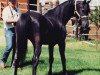 stallion HMR Haltanny ox (Arabian thoroughbred, 1965, from Hallany Mistanny ox)